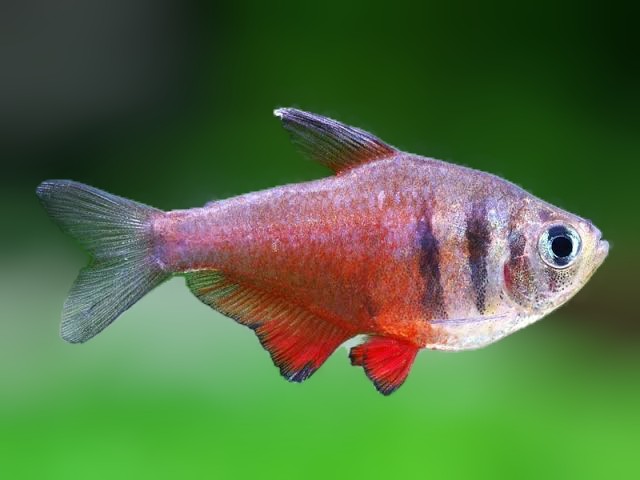 Flame Tetra
